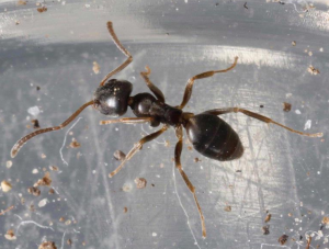 Odorous House ant