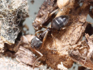 Odorous House ant