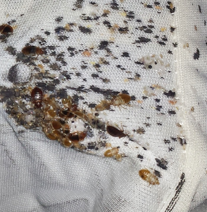Bed bugs nesting and laying eggs on a mattress