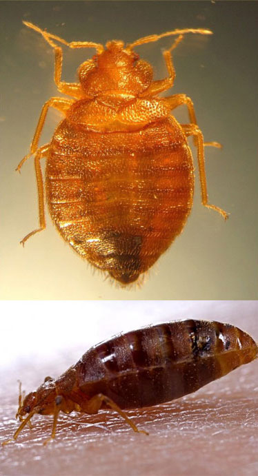 Bed Bug Before After Feeding