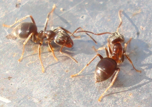 Cornfield Ant