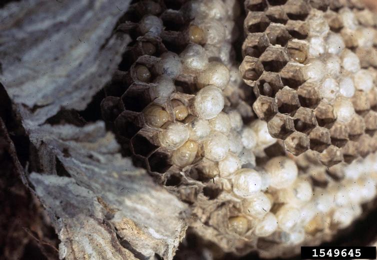 Yellowjacket Wasp Nest, bugwood.org