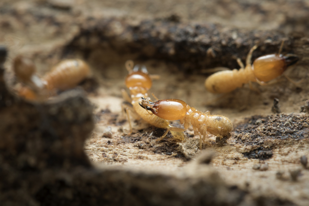 Call Us for Termite Control Victoria Pest Control