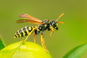 Yellowjacket Wasp, bugwood.org