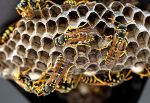 Yellowjacket Wasp Nest, bugwood.org